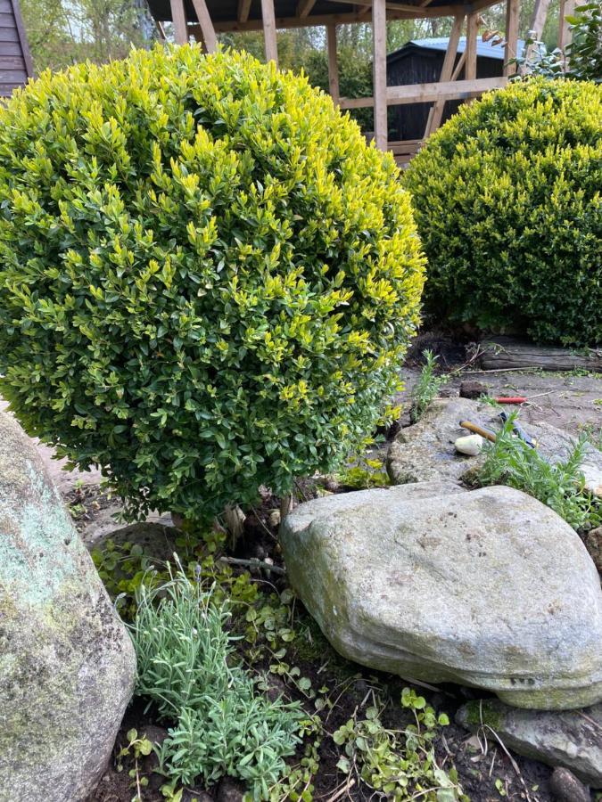 Nordseevilla Jade Schweiburg Exteriör bild